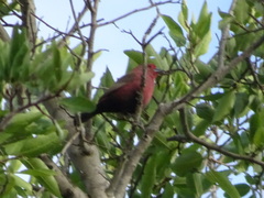 Lagonosticta rhodopareia