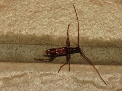 Coptocercus biguttatus