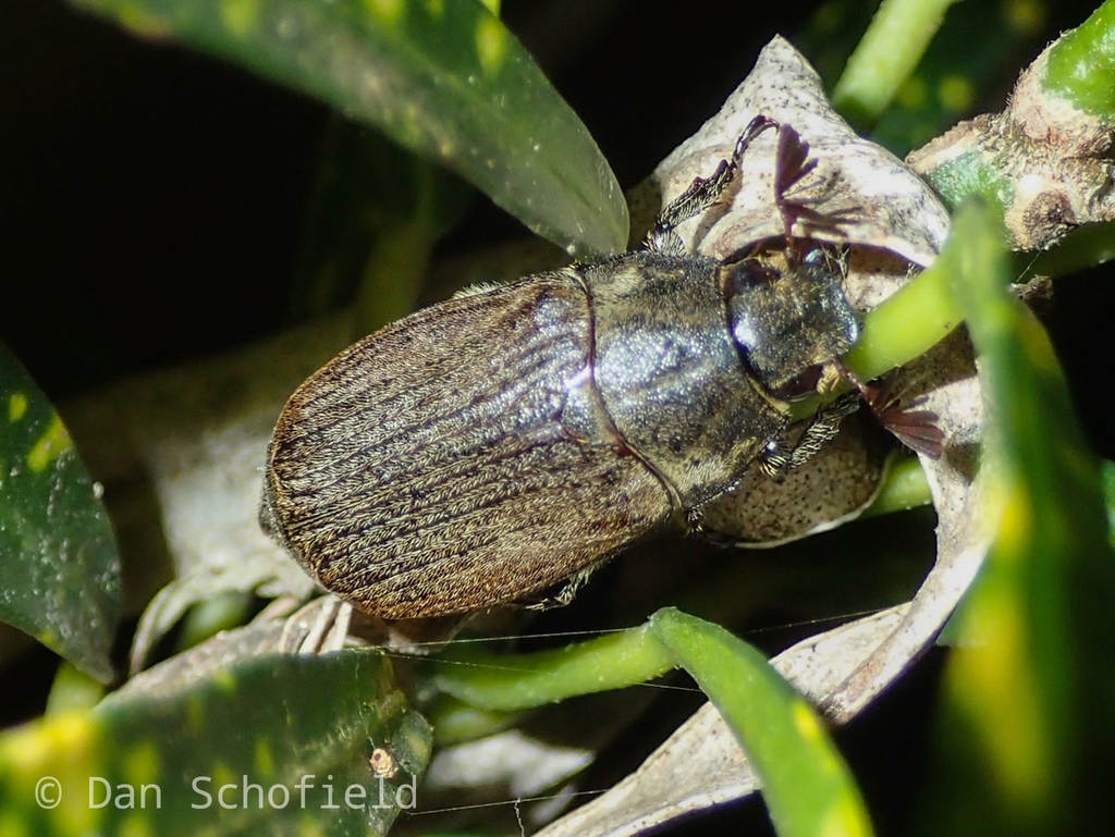 Carlschoenherria gapudi