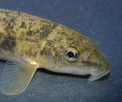 Catostomus occidentalis