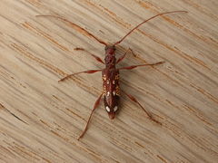 Coptocercus biguttatus