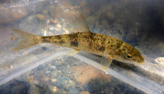 Catostomus occidentalis