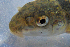 Catostomus occidentalis