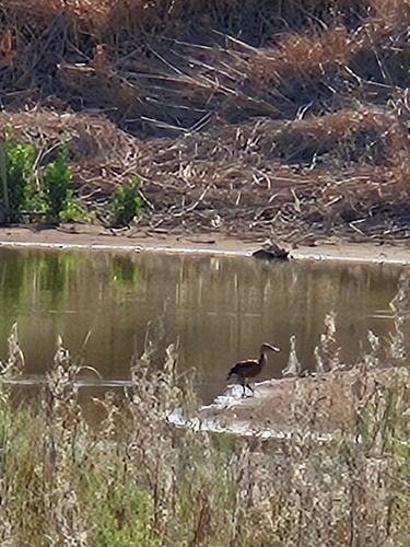 iNaturalist image