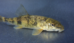 Catostomus occidentalis