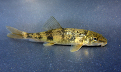 Catostomus occidentalis
