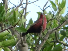 Lagonosticta rhodopareia