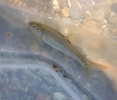 Hesperoleucus symmetricus