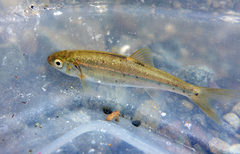 Hesperoleucus symmetricus