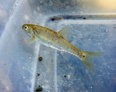 Hesperoleucus symmetricus