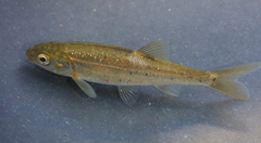 Hesperoleucus symmetricus