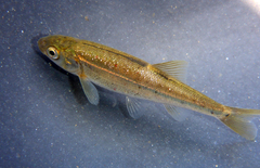 Hesperoleucus symmetricus