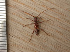 Coptocercus biguttatus