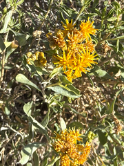 Isocoma acradenia, photograph (c) Aaron Liston, some rights reserved (CC BY)