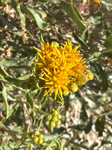 Isocoma acradenia, photograph 6