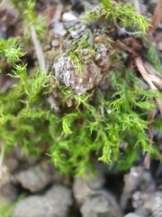 Rosulabryum subfasciculatum