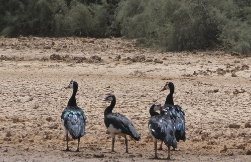 iNaturalist image