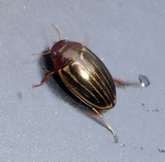 Agabus disintegratus