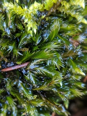 Fissidens grandifrons