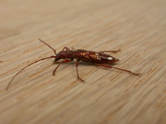 Coptocercus biguttatus