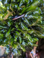 Fissidens grandifrons