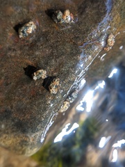 Glossosomatidae
