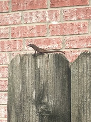 Anolis sagrei