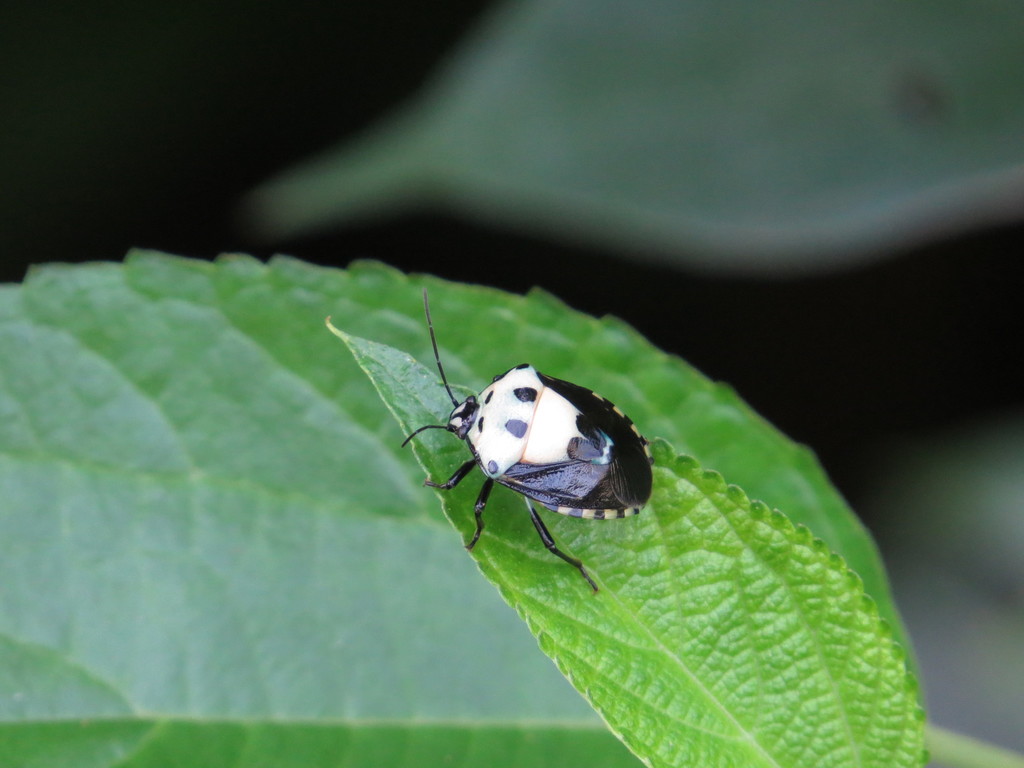 Hyrmine sexpunctata