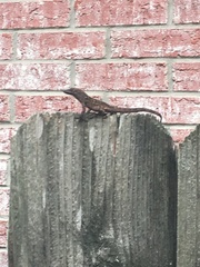 Anolis sagrei