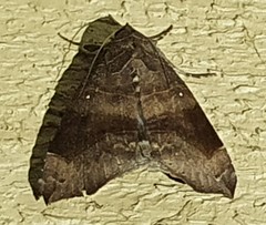 Bastilla hamatilis