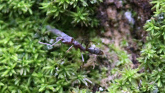 Odontomachus brunneus