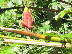 Heliconia episcopalis