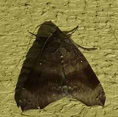 Bastilla hamatilis