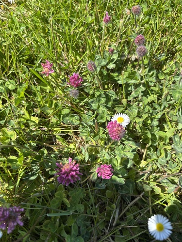 Red Clover