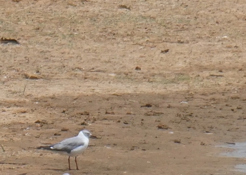 iNaturalist image