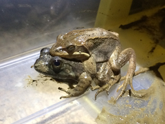 Korean Brown Frog photo 2