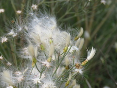 Baccharis notosergila