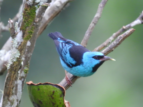 Blue Dacnis