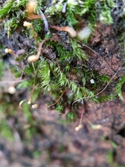 Sematophyllum subhumile