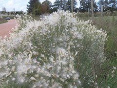 Baccharis notosergila