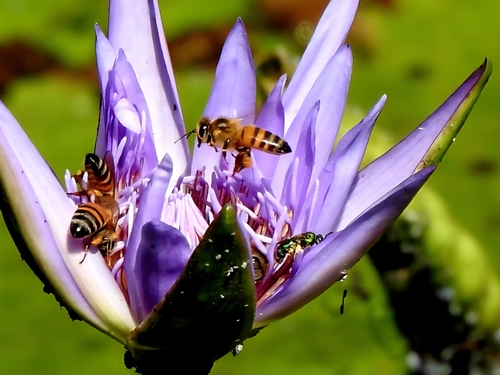 Western Honey Bee