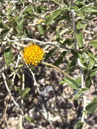 Encelia frutescens, photograph 3