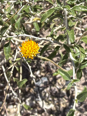 Encelia frutescens, photograph (c) Aaron Liston, some rights reserved (CC BY)