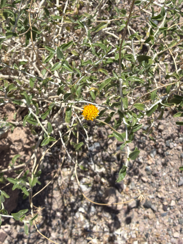 Encelia frutescens, photograph 4