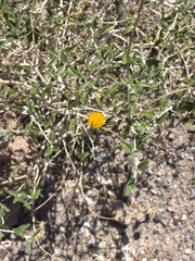 Encelia frutescens, photograph (c) Aaron Liston, some rights reserved (CC BY)