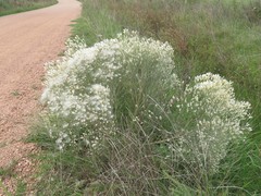 Baccharis notosergila