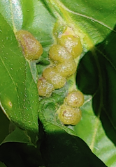 Neuroterus quercusirregularis