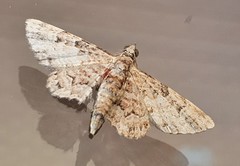 Gymnoscelis lophopus