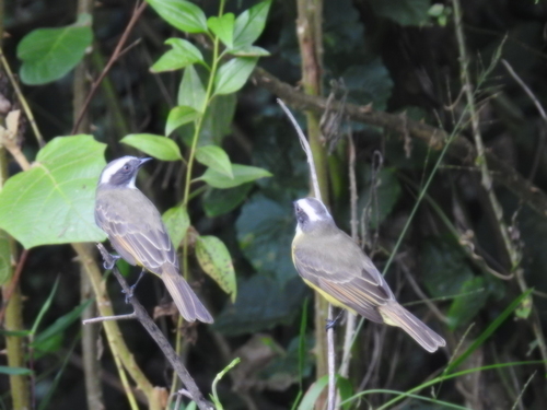 Social Flycatcher