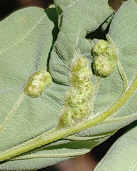 Neuroterus quercusirregularis